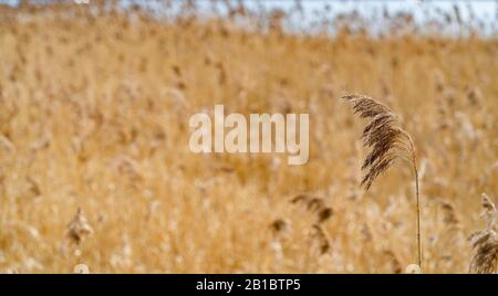 Reed-Makro vor dem Reed-Feld Stockfoto