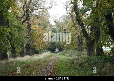 Ein vertreelter Weg durch Keele Hall Grounds, Staffordshire, England Stockfoto