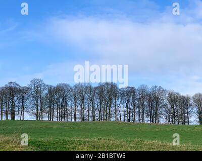 Bäume ohne Blätter auf einem Bauernland gegen einen blauen Himmel. Winterlandschaft Stockfoto