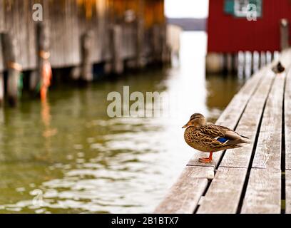 Ente auf Brücke zum Bootshaus Stockfoto