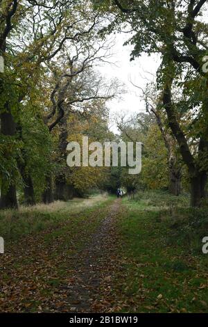 Ein vertreelter Weg durch Keele Hall Grounds, Staffordshire, England Stockfoto