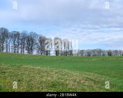 Bäume ohne Blätter auf einem Bauernland gegen einen blauen Himmel. Winterlandschaft Stockfoto