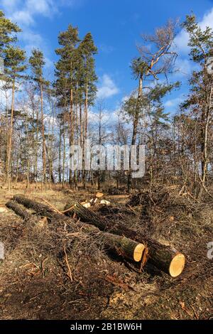 Fochte Kiefern am Waldrand. Holzeinschlag Brennholz zum Erhitzen. Klimawandel. Entwaldung. Stockfoto