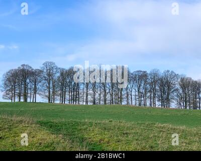 Bäume ohne Blätter auf einem Bauernland gegen einen blauen Himmel. Winterlandschaft Stockfoto