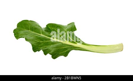 Frischer organischer Chard isoliert auf Weiß. Chard (Beta vulgaris subsp. Vulgaris) isoliert. Stockfoto