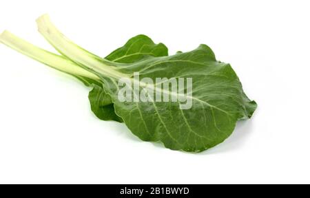 Frischer organischer Chard isoliert auf Weiß. Chard (Beta vulgaris subsp. Vulgaris) isoliert. Stockfoto