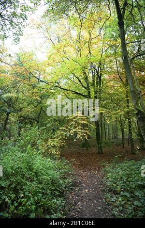 Wald auf dem Gelände an der Keele University, Staffordshire, England Stockfoto