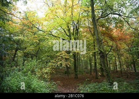 Wald auf dem Gelände an der Keele University, Staffordshire, England Stockfoto