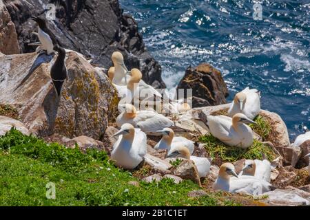 Gannet-Vogelkolonie (Morus bassanus), die auf Felsen am Meeresrand nistet, fünf auf Nestern sitzende Gannets. Zwei Razorbill Seevögel. Saltee Islands, Irland Stockfoto