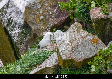 Zwei Brutpaare der nördlichen Fulmar-Seevögel (Fulmarus glacialis), die auf grasbewachsenen Felsvorsprung sitzenden, klickenden Rechnungen im Balzritual reiben. Irland Stockfoto