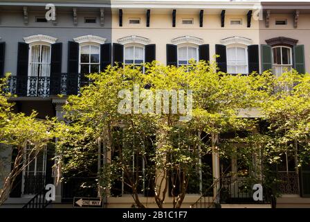 FRONT STREET: Wohnstadt Häuser in der Innenstadt historischen Savannah, Georgia sind in Dunkelheit durch kleine Bäume entlang der Straße versteckt. Stockfoto