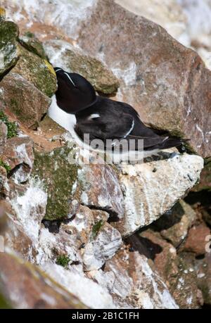 Razorbill oder Lesser Auk (Alca Torda), auf Felsvorsprung bei den Saltee Islands, Irland. Eng anliegende Passform an steilen Klippen. Schwarz-weiß, komisch Stockfoto