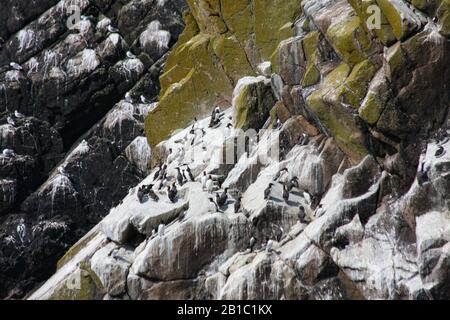 Guillemot Seevögel, Uria Aalge, auf steilen Felswänden bei Saltee Islands, Wexford, Irland, Europa. Felsen mit grünen Algen mit seabrder Kolonie Stockfoto