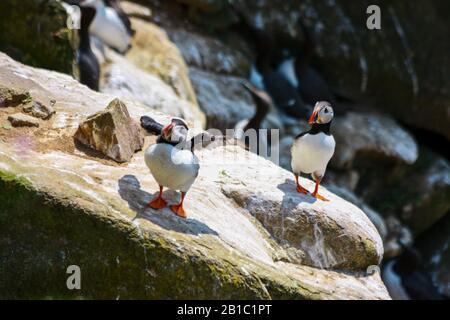 Atlantische Puffins (Fratercula arctica) zwei stehen auf Felsen mit einem Puffin, der Flügel ausbreitet, und einer aufgreifenden Brust. Saltee Islands, Wexford, Irland Stockfoto