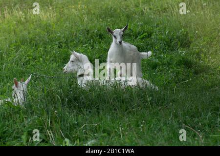 Auf einer grünen Wiese werden Ziegen gegrast. Ziegenbock mit Ziegenbock. Familienziegen vor grünem Grasgrund. Weide eines Viehs. Stockfoto