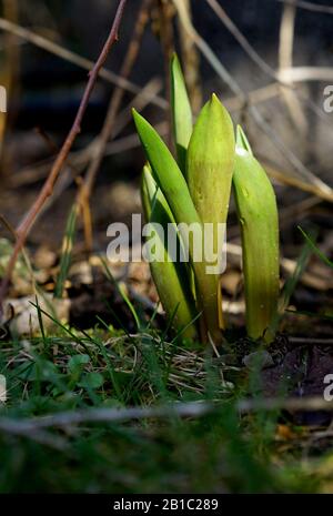 Tulpen geben Blätter im Frühjahr im Garten frei Stockfoto