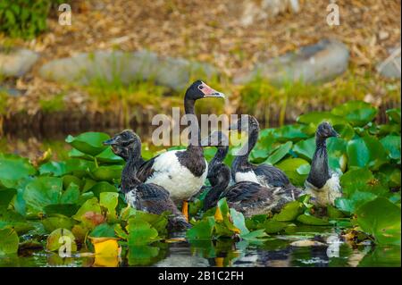 Eine Erwachsene Magpie-Gans und 5 junge Klatschen sind inmitten eines Wasserlochs in North Queensland, Australien, unter Wasserlilien zusammengefasst. Stockfoto