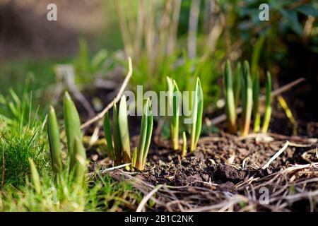 Tulpen geben Blätter im Frühjahr im Garten frei Stockfoto