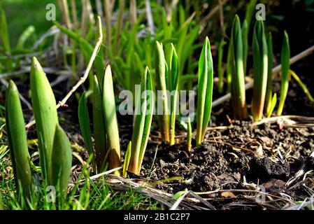 Tulpen geben Blätter im Frühjahr im Garten frei Stockfoto