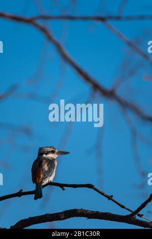 Der junge Roter-unterstützte Eisvogel thront auf einem Baumzweig im Karajini-Nationalpark in Western Australia. Stockfoto