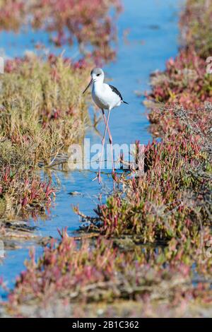 Ein juveniler Schwarzgeflügelstelz wandert an der Osprey Bay im Cape Range National Park in Western Australia durch das Marschland Stockfoto