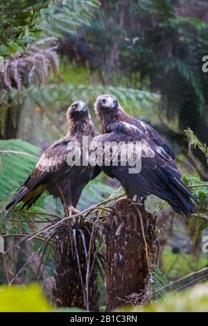 Zwei juvenile Keiladler sitzen auf einem Farnbaumstumpf am Rande eines Waldgebietes in Tasmanien, Australien Stockfoto