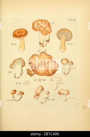 Fungorum qui in Bavaria et Palatinatu circa Ratisbonam nascuntur icones, nativis coloribus Expressae (Tab. CXLI) (6256916723). Stockfoto