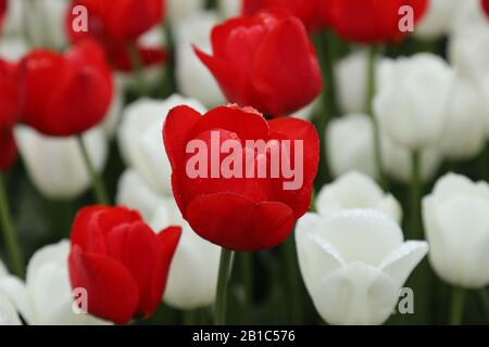 Nahansicht von roten und weißen Tulpen Stockfoto