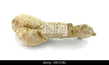 Rohe Ingwerwurzel . Rohe Ingwerwurzel isoliert auf weißem Hintergrund. Ingwerwurzel entstand als Bodenflora tropischer Tieflandwälder. Stockfoto