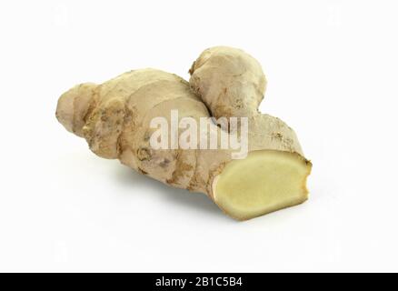 Rohe Ingwerwurzel . Rohe Ingwerwurzel isoliert auf weißem Hintergrund. Ingwerwurzel entstand als Bodenflora tropischer Tieflandwälder. Stockfoto