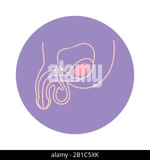 Isoliertes, männliches Fortpflanzungssystem, Icon Vector Design Stock Vektor