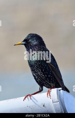 Porträt einer gemeinsamen Star (Sturnus vulgaris) auf eine Dachrinne Stockfoto