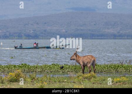 Fischer und ein Wasserbock am Naivasha-See, einem Süßwassersee in Kenia, in der Nähe von Nakuru, nördlich westlich von Nairobi im Great Rift Valley Stockfoto