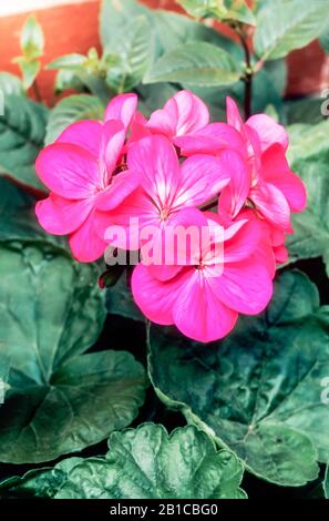 Jahrhundert Orchid. Ein zonales Pelargonium aus der einblütigen Gruppe und hat rosafarbene Blumen mit einem weißen Splash eine immergrüne mehrjährige, die frostzart ist. Stockfoto