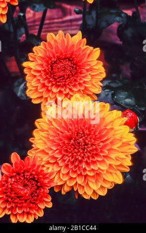 Ansicht von Chrysanthemum Wendy ein Spray Floristen Chrysanthemum That Hat Bronzeblüten vom frühen Herbst und ist eine mehrjährige Und frosthart Stockfoto
