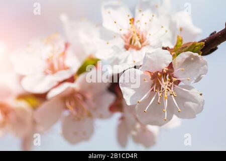 Kirschblüte großer Zweig. Eine sanfte Frühlingsblume Stockfoto