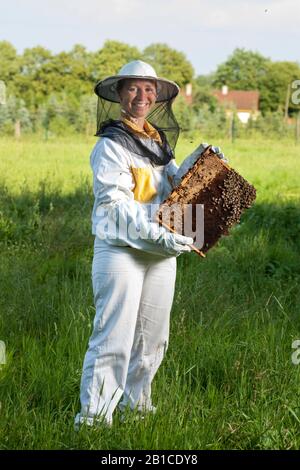 Imkerei in Tschechien - Honigbiene, Details zum Bienenstock Stockfoto