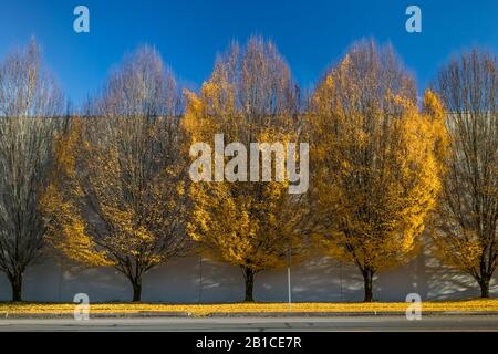 Variationen zum Thema Herbstbäume Stockfoto