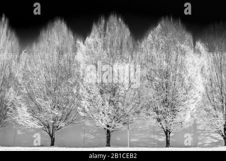Variationen über ein Thema von Herbstbäumen, mit Bäumen, die mit Software verändert wurden Stockfoto