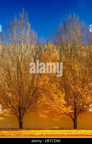 Variationen über ein Thema von Herbstbäumen, mit Bäumen, die mit Software verändert wurden Stockfoto