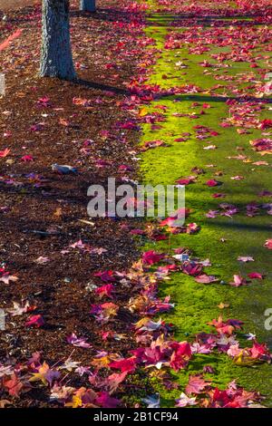 Variationen zum Thema Herbstbäume, Olympia, Washington State, USA Stockfoto