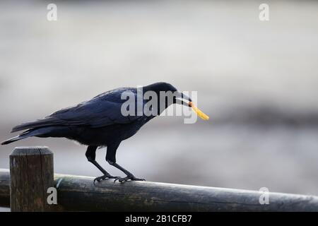 Profil einer Karrionkrähe (Corvus Corone), die eine französische Fritte stehlen und auf einer Holzbalkonschiene stehen Stockfoto