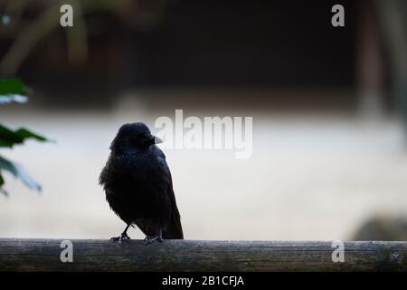 Eine niedliche junge Karrionkrähe (Corvus Corone), die auf einer Holzbalkonschiene auf die Kamera starrte Stockfoto