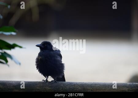 Eine niedliche junge Karrionkrähe (Corvus Corone) rufft auf einer Holzbalkonschiene Stockfoto