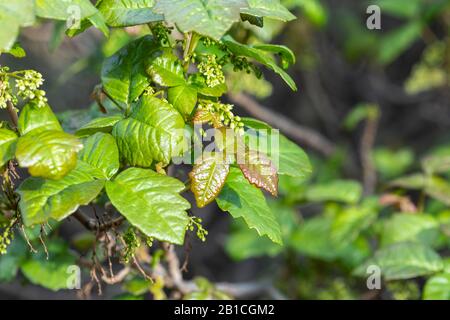 Frisches Frühlingswachstum auf übelem Wildschwein-Oak-Busch im Santa Susana Pass State Historic Park in Los Angeles, Kalifornien. Stockfoto