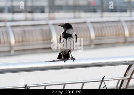 Leben in städtischen Dschungeln. Schwarze Krähe sitzt auf der Suche nach Nahrung. Großer urbaner Krähenstich mit Aluminiumzaun entschärft den Hintergrund. Vogel in der Großstadt. Symbol für Pech und Tod. Symbolisiert Intelligenz. Stockfoto