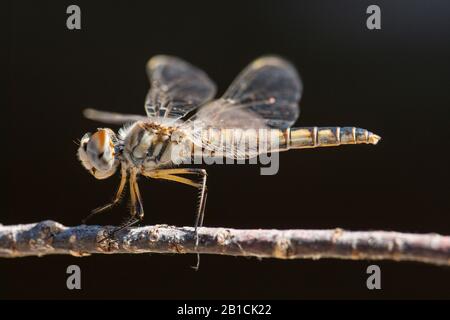 Schwarzer Wimpel (Selysiothemis nigra), weiblich, Türkei, Mugla Stockfoto