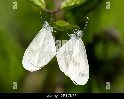 Weißer Schmetterling aus Holz, weiß aus Holz (Leptidea sinapis), zwei weiße Schmetterlinge aus Holz auf einem Blatt, Niederlande, Limburger Stockfoto