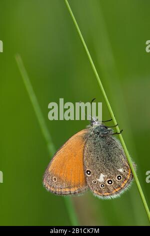 Kastanienheide (Coenonympha Glycerion, Coenonypha Iphis), sitzt auf einer Grasklinge, Ungarn Stockfoto