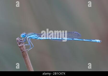 Mit Kobel gekennzeichnete Damsellfliegen (Erythromma lindenii, Cercion lindenii, Coenagrion lindenii), männlich, Türkei, Mugla Stockfoto
